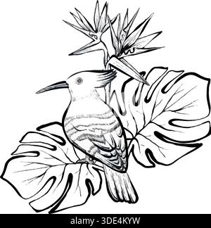 Hoopoe bird with monstera leaves and bird of paradise flower in detailed vector line illustration, on white background, botanical wildlife graphic for logos, prints, posters, packaging and branding. Stock Vector