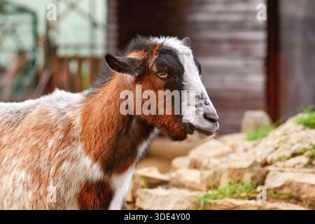 Small brown and white domestic goat Stock Photo