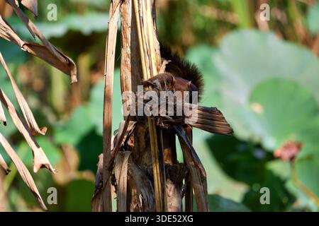 Cinnamomeus asian red squirrel clings vertically to a dry stem, using its paws to chew on fibers in bright daylight. Stock Photo