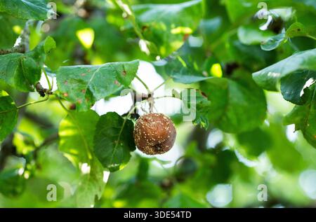 Detailed capture of decayed fruit showing signs of severe spoilage and ...