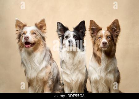 Three Border Collies pose together in a row in front of a beige studio backdrop, showcasing breed variety. Stock Photo