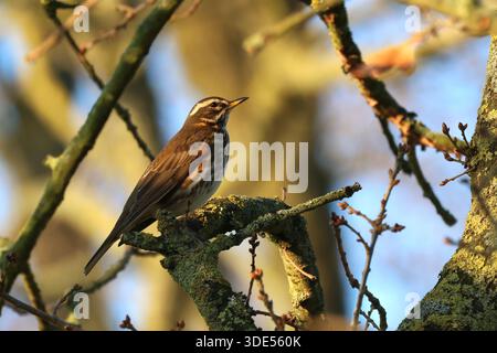 Redwing, Turdus iliacus, perched in an Oak Tree in winter. Norfolk, England. Stock Photo
