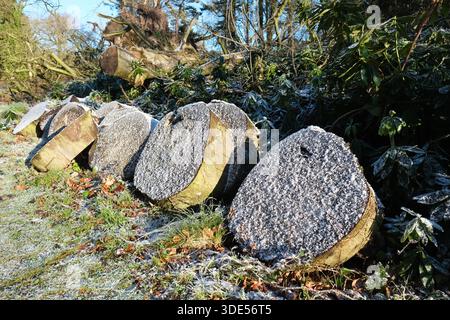 Cut tree trunk log slices stacked and covered with frozen frost in winter January 2026 UK Stock Photo