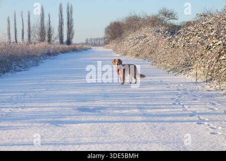 Yellow and white working cocker spaniel in the snow wearing a red harness Stock Photo