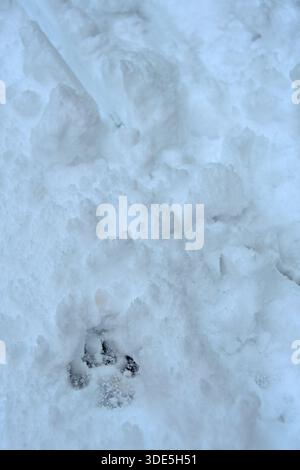 Captured in a vertical composition, a single animal paw print stands out clearly in fresh snow, symbolizing animal movement, winter, and quiet traces Stock Photo