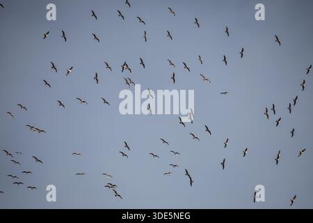 A flock of seagulls spreads across the sky above Povoa de Lanhoso, their wings scattered like moving silhouettes against a soft, cloudy backdrop. Stock Photo