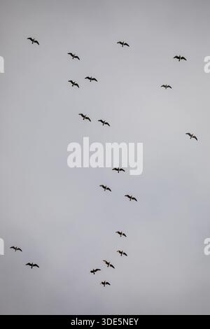 A flock of seagulls spreads across the sky above Povoa de Lanhoso, their wings scattered like moving silhouettes against a soft, cloudy backdrop. Stock Photo