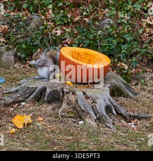 A squirrel sitting on a stump eating a half cut open pumpkin. Stock Photo
