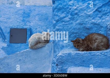 Two stray cats early in the morning perched on the ledges attached to the outer walls of houses in the medina, all painted in different shades of blue Stock Photo
