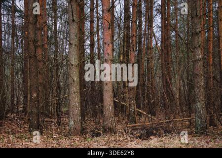 Tall Pine Tree Trunks in a Dense Estonian Forest Stock Photo