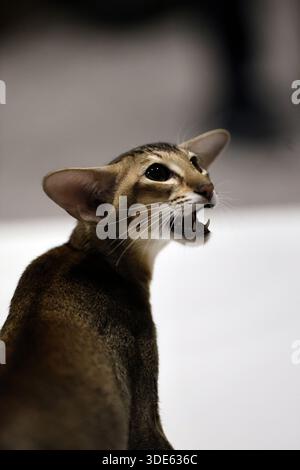 Expressive Oriental Shorthair Cat Meowing with Intense Gaze Stock Photo