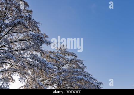Looking up at tall tree branches heavily covered in white snow and frost against a clear bright blue sky on a cold winter day. Stock Photo
