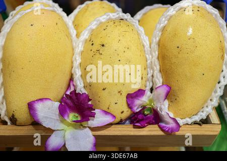 Okrong mango variety in protective packaging with orchid flower. Symbolic of premium Thai agricultural exports and luxury tropical fruit quality. Stock Photo