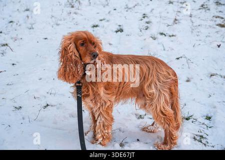 English Cocker Spaniel Spanish in the snow in winter. Stock Photo