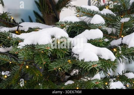 Christmas tree branches covered with snow and garland. Winter background. Stock Photo