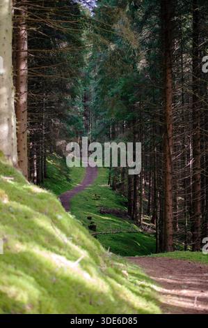 Magical view of a small curving path in a pine wood Stock Photo