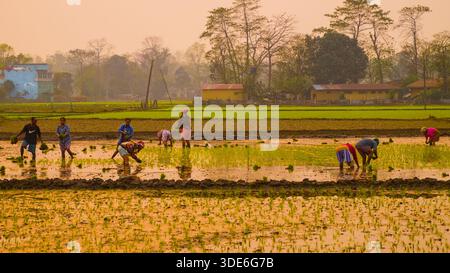 Workers plant seedlings in a flooded rice field with traditional rural architecture in the background, depicting essential agricultural labor. Stock Photo