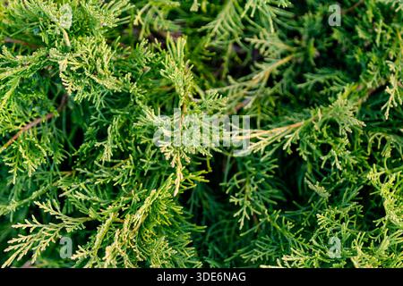 Green juniper bush branches creating natural texture background Stock Photo