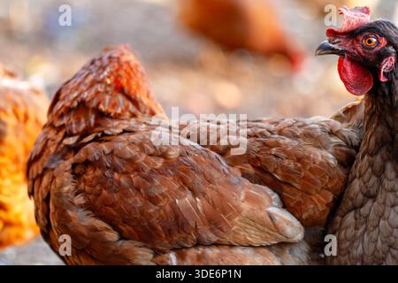 Hens with brown feathers standing together on a farm Stock Photo