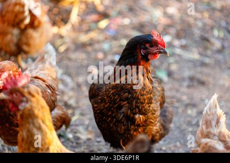 Black hen standing with other chickens in farmyard Stock Photo
