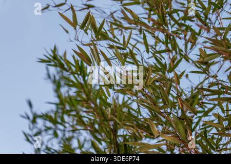 Green bamboo leaves and branches swaying lightly against a clear blue sky Stock Photo