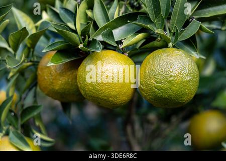 Bitter orange (citrus aurantium) fruit growing on a tree (Imperial Palace East National Gardens, Tokyo, Japan) Stock Photo