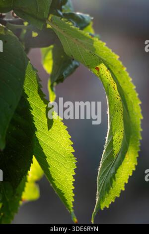 Sun shining through foliage showing insect pests highlighting the concept of garden problems. Stock Photo