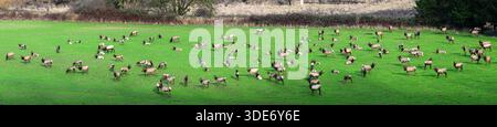 North American elk herd wapiti grazing and relaxing in farm firld in panorama Stock Photo