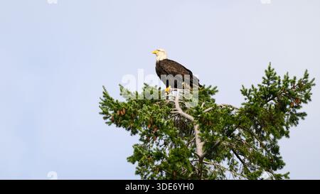 Mature bald eagle perched on top of fir tree in profile Stock Photo