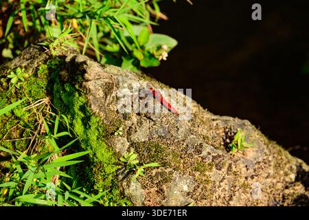A red dragonfly rests on a stone beside a pond, with autumn leaves scattered on the muddy bank, capturing a serene moment of seasonal transition. Stock Photo