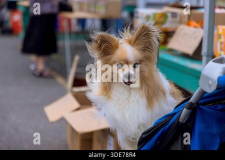 Small fluffy dog relaxes in stroller at vibrant market with shoppers boxes nearby. Stock Photo