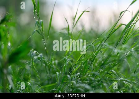 A closeup view of dew drops resting on vibrant green grass, wonderfully capturing the freshness of nature Stock Photo