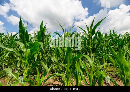 Vibrant and healthy corn plants thriving and growing under a stunningly beautiful blue sky adorned with fluffy clouds Stock Photo