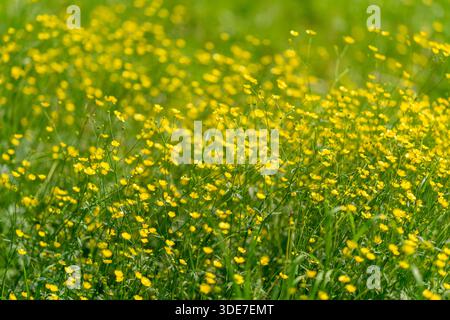 A picturesque scene featuring bright yellow wildflowers gently swaying in a vibrant, lush green field Stock Photo