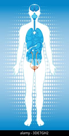 Flat vector medical illustration of human silhouette with internal organs, blue gradient background, vertical layout Stock Vector