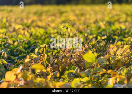 soybean field bathed in warm light, endless rows of green and gold plants stretching to blurred horizon, soft morning glow, tranquil rural atmosphere, Stock Photo