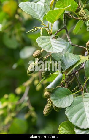Autumn leaves of alder (Alnus species), c19th century Stock Photo - Alamy