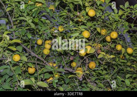 Lemon tree with ripe yellow fruits and green leaves growing outdoors in Athens city street environment. Stock Photo