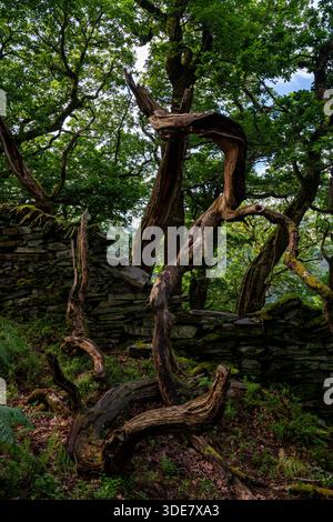 Twisted and gnarled trees growing through a dry stone wall in a woodland setting, with moss-covered branches, dense foliage, and rich natural textures Stock Photo