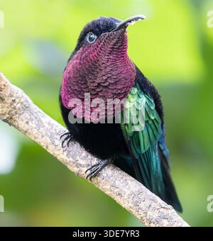 Frontal Close-up view of Hummingbird Purple-throated carib (Eulampis jugularis) at Guadeloupe National Park - Caribbean island Guadeloupe Stock Photo