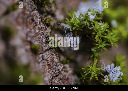 Small green plants and snow can be seen on a tree trunk. This scene shows the growth of moss in the forest during the cold season. Bogen, Lower Bavari Stock Photo