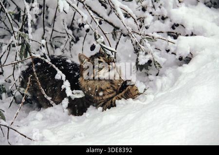 A beautiful long-haired tabby cat with green eyes explores a snowy garden, hiding under snow-covered olive branches. Stock Photo