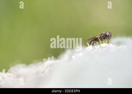 Small ore hoverfly (Cheilosia pagana) on Wild carrot (Daucus carota), Kempen, North Rhine-Westphalia, Germany Stock Photo