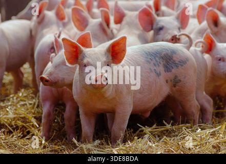 Housed weaner piglets In pen with straw bedding. Commercial white crossbred/Pietrain in the cross. Pig in fore looking. Welfare friendly farm/unit Stock Photo