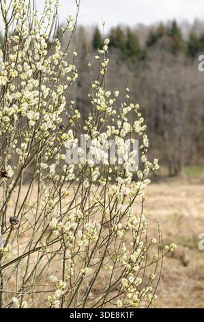 Tall willow shrub covered with fluffy catkin in early spring, vertical view on rural meadow with soft blurred forest background, symbol of seasonal aw Stock Photo
