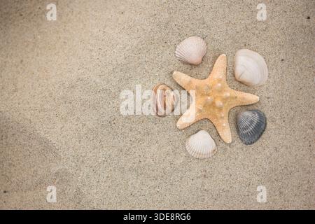 Starfish and seashells beautifully arranged on light sand Stock Photo