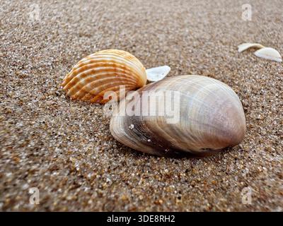 Two distinct seashells rest peacefully on sandy beach Stock Photo