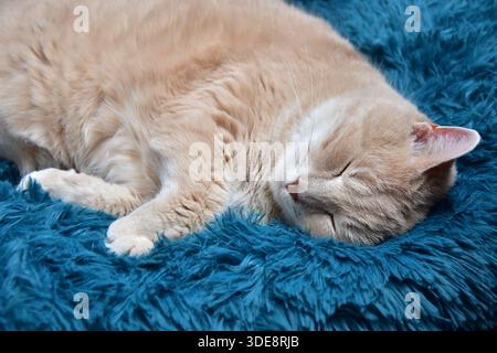 Light orange fluffy tabby cat, sound asleep on a cozy plush blue bed Stock Photo