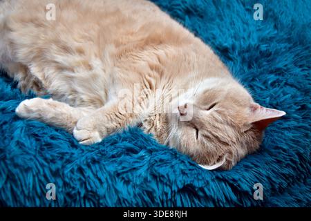 Soft light orange tabby cat with one ear curled up, resting on a fluffy blue bed Stock Photo