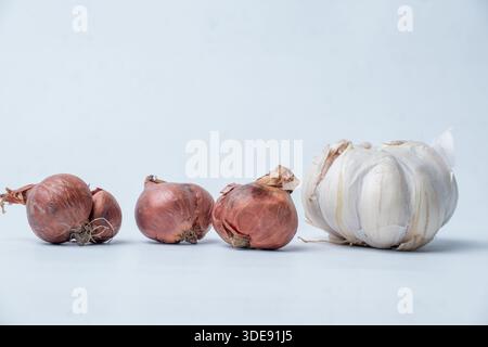 A group of fresh red shallots and a whole garlic bulb on a clean white surface. Essential organic spices and herbs for healthy cooking and seasoning. Stock Photo